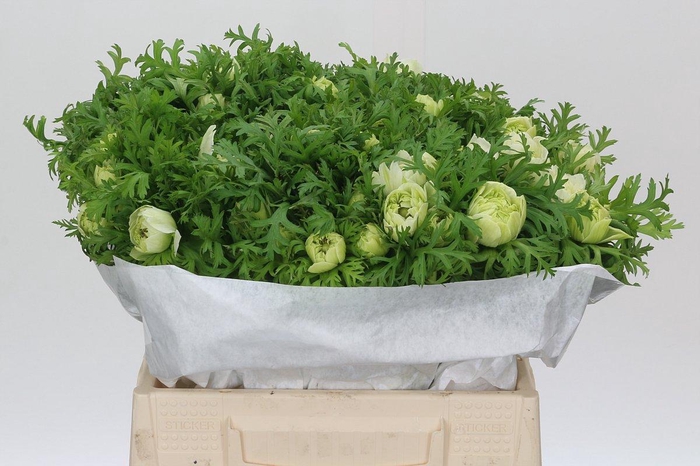 <h4>Anemone Levante White</h4>