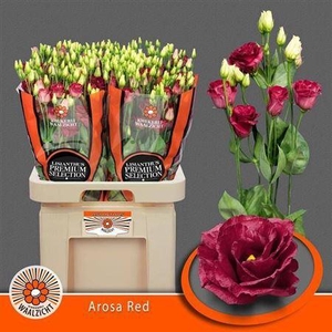 Eus G Arosa Red (NL),(10)