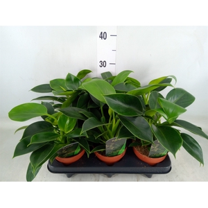 Philodendron  'Green Princess'