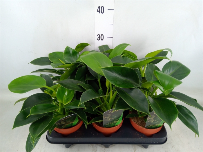 <h4>Philodendron  'Green Princess'</h4>