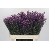 Aster Baby Pink