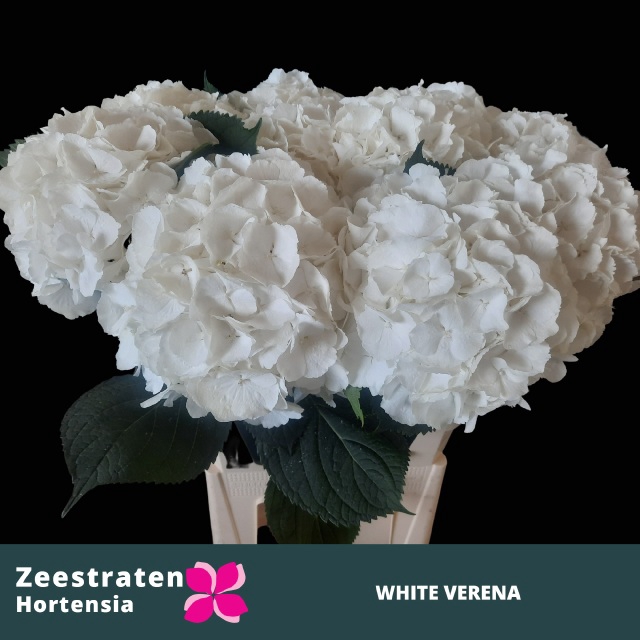 <h4>HYDR M WHITE VERENA</h4>