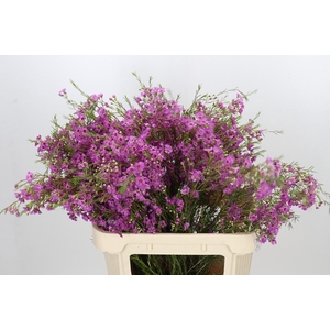 Chamelaucium Niek's Pride