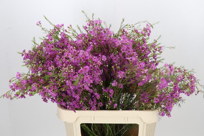 <h4>Chamelaucium Niek's Pride</h4>