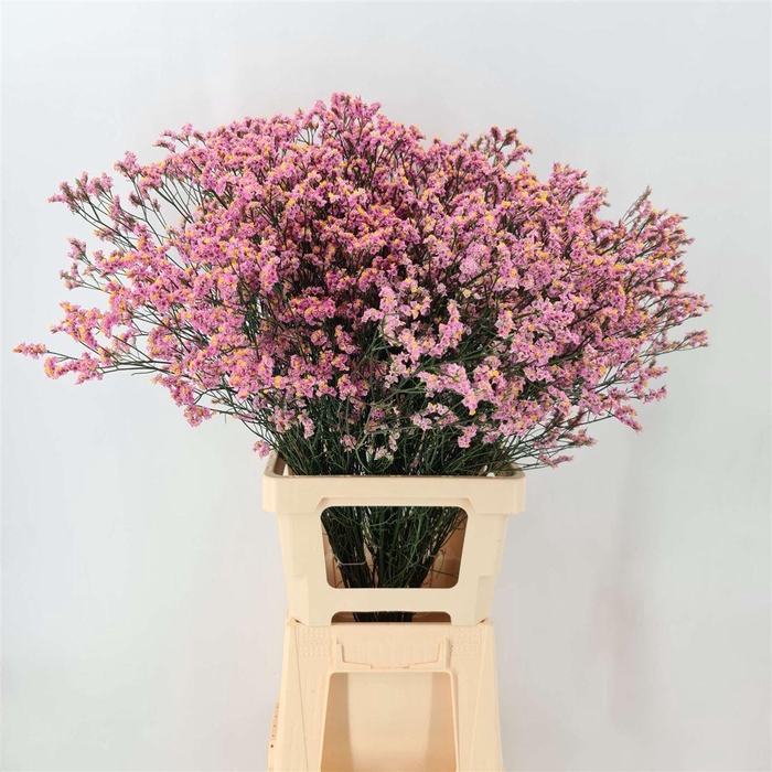 <h4>LIM JOY PINK</h4>