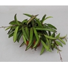 Hoya Overig Wayetii