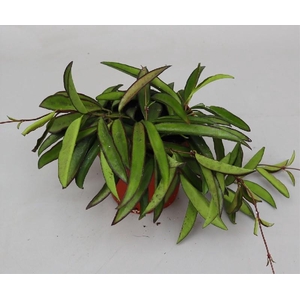 Hoya Overig Wayetii