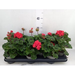 Pelargonium zona. 'Tosca Bernd'