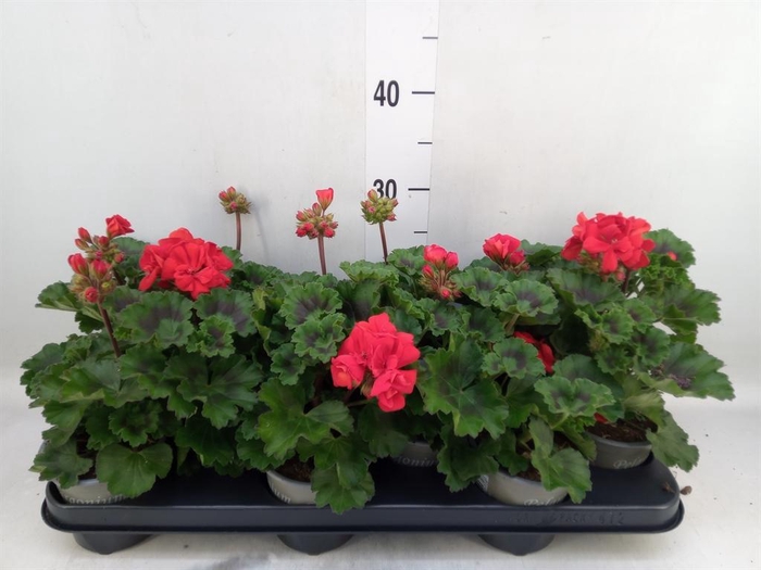 <h4>Pelargonium zona. 'Tosca Bernd'</h4>