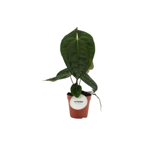 Anthurium Dark Phoenix