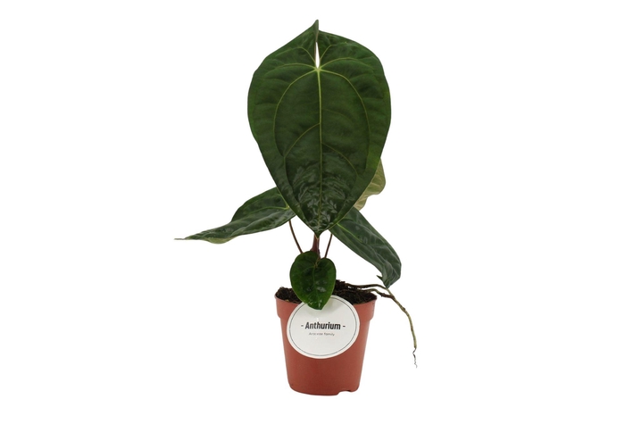 <h4>Anthurium Dark Phoenix</h4>