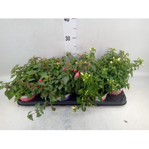 Fuchsia  'Bella Fuchsia'  .mix hang