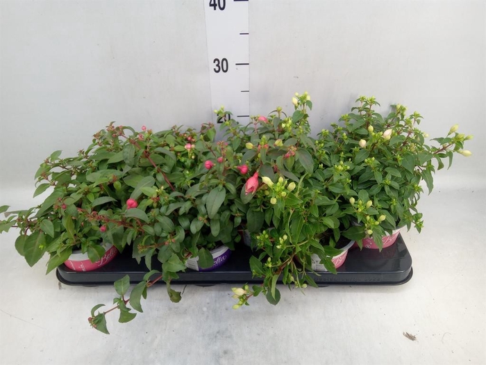 <h4>Fuchsia  'Bella Fuchsia'  .mix hang</h4>