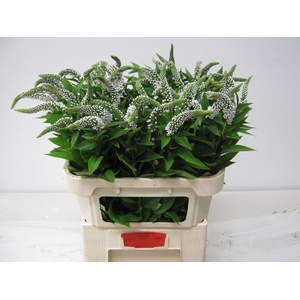 LYSIM CLETHROIDES LYSIM CLETHROIDES