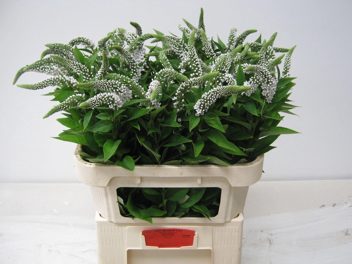 <h4>LYSIM CLETHROIDES LYSIM CLETHROIDES</h4>