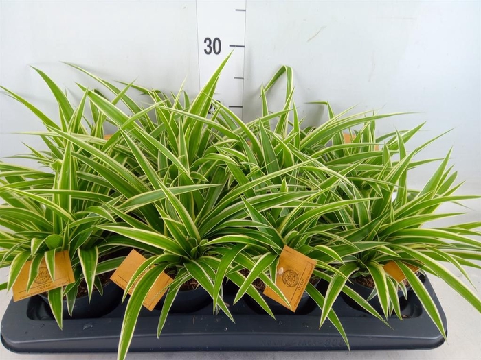 <h4>Chlorophytum com. 'Ocean'</h4>