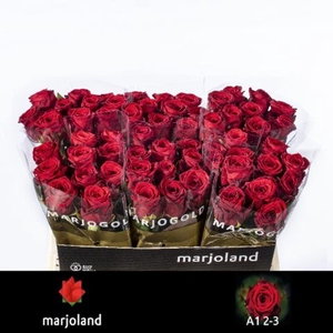 RS GR RED NAOMI R GR RED NAOMI! 2-3