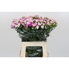 Dianthus Br Amazon Rose Magic