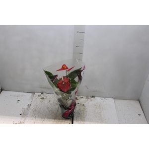 ANTHURIUM ESUDO P12