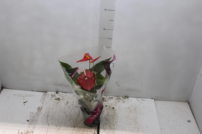 <h4>ANTHURIUM ESUDO P12</h4>
