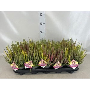 Calluna vulg. 'High Five'   ...mix