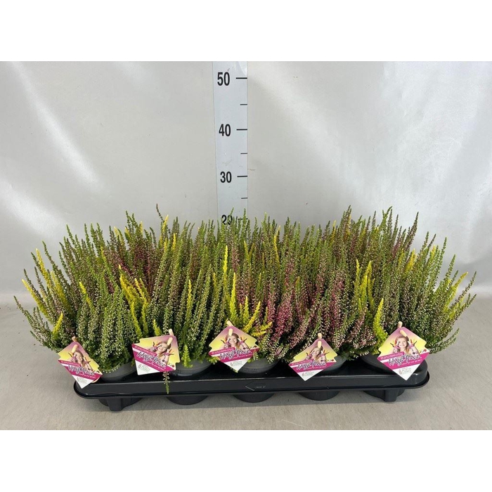 <h4>Calluna vulg. 'High Five'   ...mix</h4>