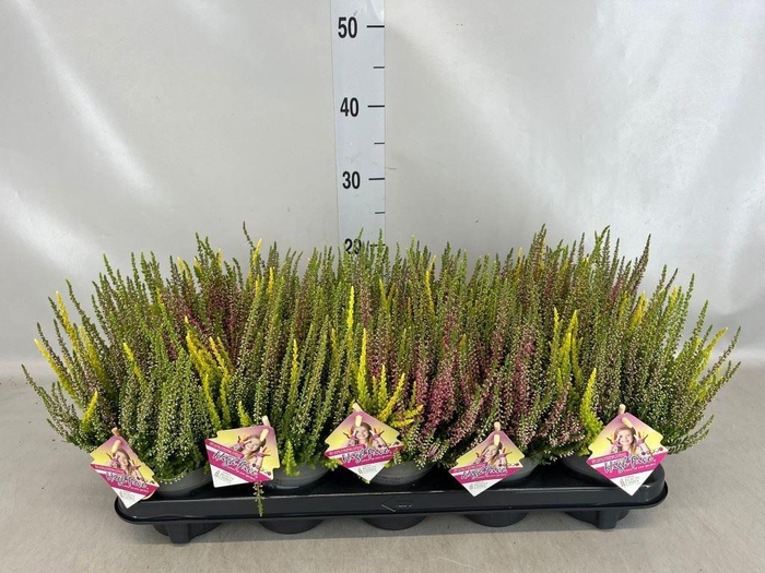 Calluna vulg. 'High Five'   ...mix