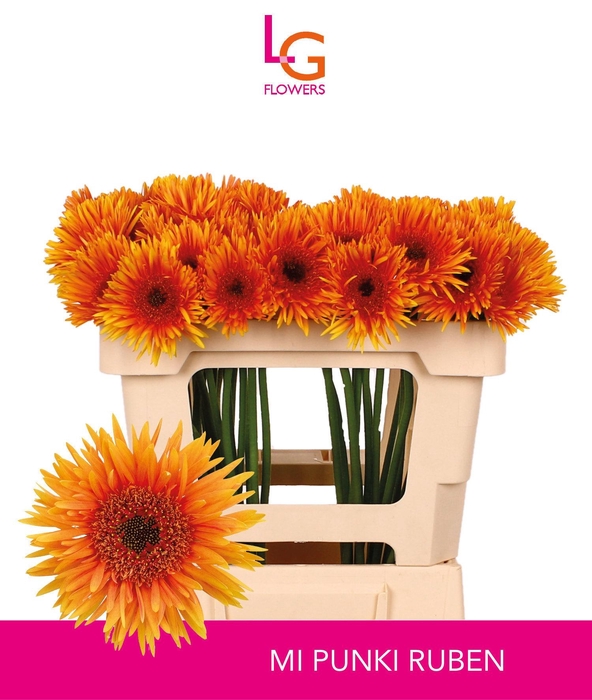 <h4>GE MS PUNKI RUBEN</h4>