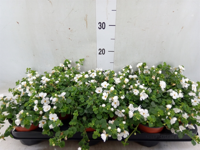 <h4>Sutera  'White Showers'</h4>