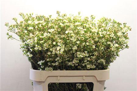 <h4>CHAME CRYSTAL PEARL</h4>