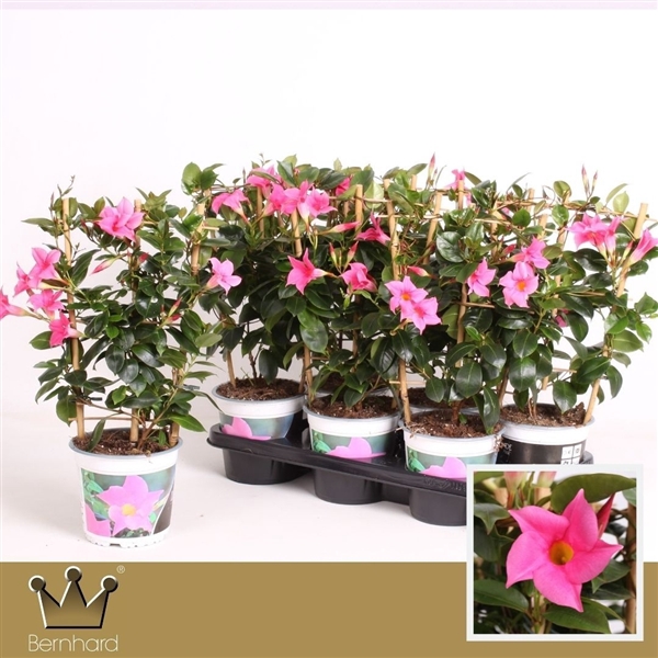 <h4>Dipladenia P15 Rek - Diamantina Jade Pink</h4>