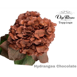 HYDR M CHOCOLATE 80CM