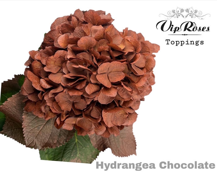 <h4>Hydr M Chocolate 80cm</h4>