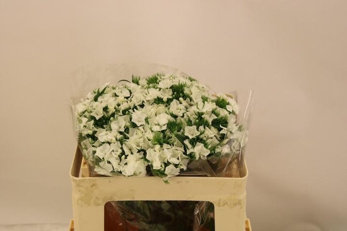 <h4>DI BARB DUKE BRE</h4>