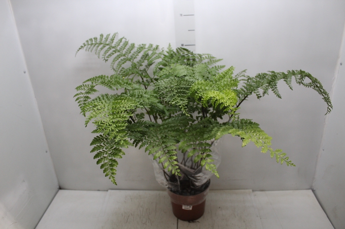 <h4>ASPLENIUM PARVATI P17</h4>