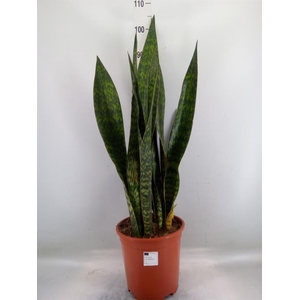 Sansevieria trifa.   ...