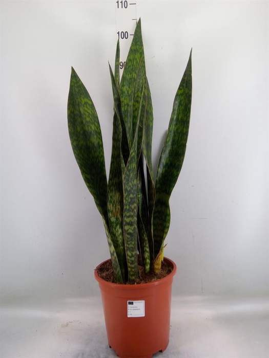<h4>Sansevieria trifa. ...</h4>