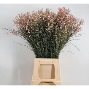 Genista 400gr Col Pink