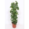 Philodendron Scandens mosstok 100cm