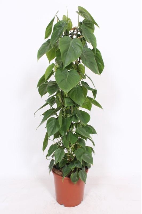 <h4>Philodendron Scandens mosstok 100cm</h4>