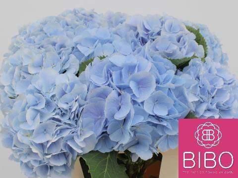 <h4>HYDR M CH VERENA BL</h4>