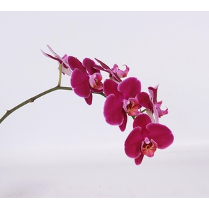 PHAL CAPECHE BLOEM 25 bloemen