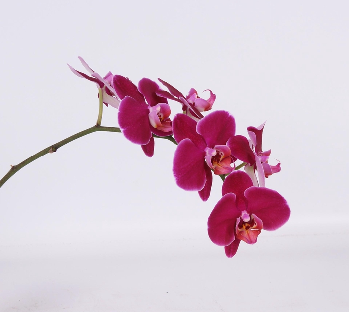 <h4>PHAL CAPECHE BLOEM 25 bloemen</h4>