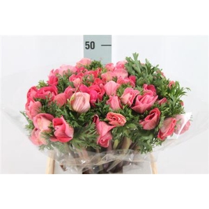 Anemone Mistral Super Shocking Pink