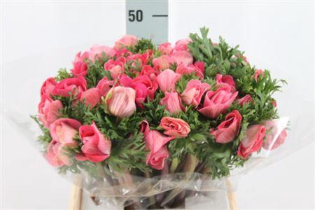 <h4>Anemone Mistral Super Shocking Pink</h4>