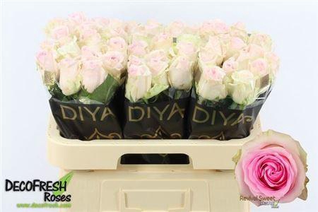 <h4>R Gr Revival Sweet</h4>