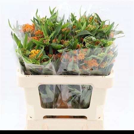 <h4>Ascl Tuberosa</h4>