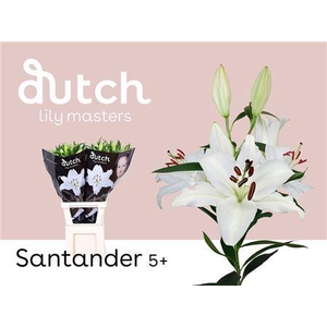 Li Or Santander 5+