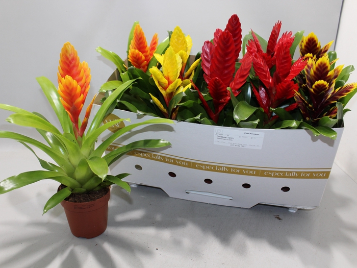 <h4>VRIES GEM 8 SRT</h4>