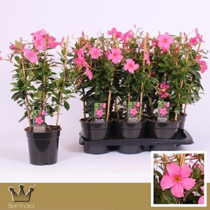 Diamantina P17 Rek Opale Fuchsia Flamme